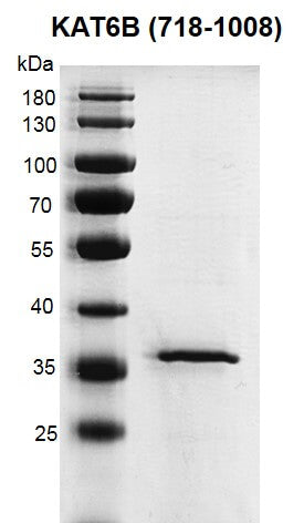 Recombinant KAT6B / MORF (718-1008) protein - MyBio Ireland - Active Motif