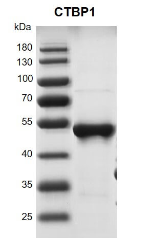 Recombinant CTBP1 protein - MyBio Ireland - Active Motif