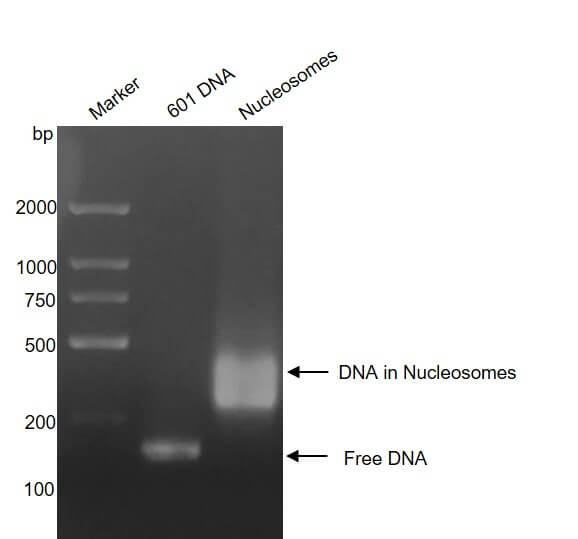 Recombinant Mononucleosomes H3.1 (K9I) - MyBio Ireland - Active Motif