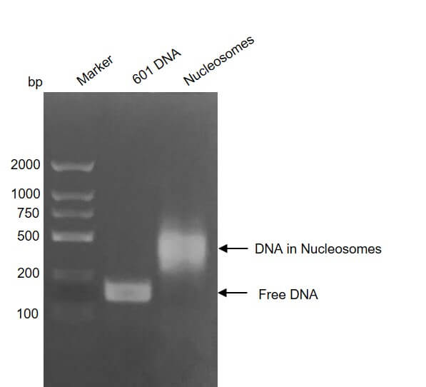 Recombinant Mononucleosomes H3.1 (K4M) - biotin - MyBio Ireland - Active Motif