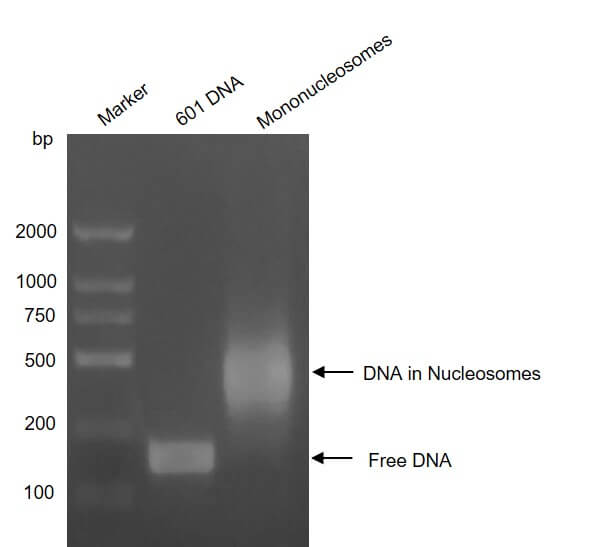 Recombinant Mononucleosomes H3.1 (R8G) - biotin - MyBio Ireland - Active Motif