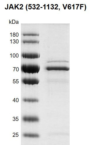 Recombinant JAK2 (532-1132, V617F) protein - MyBio Ireland - Active Motif