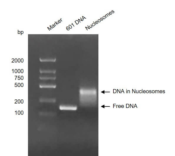 Recombinant Mononucleosomes H3.3 (R8C) - biotin - MyBio Ireland - Active Motif