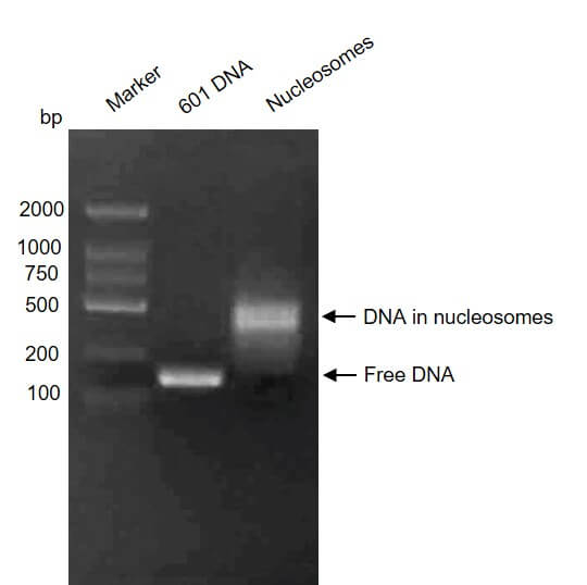 Recombinant Mononucleosomes H3.3 (K18M) - biotin - MyBio Ireland - Active Motif