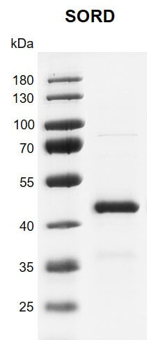 Recombinant SORD protein - MyBio Ireland - Active Motif