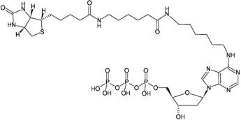 Biotin-14-dATP - MyBio Ireland - Active Motif