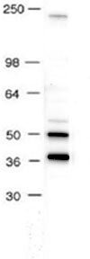 AP-2 antibody (pAb) - MyBio Ireland - Active Motif
