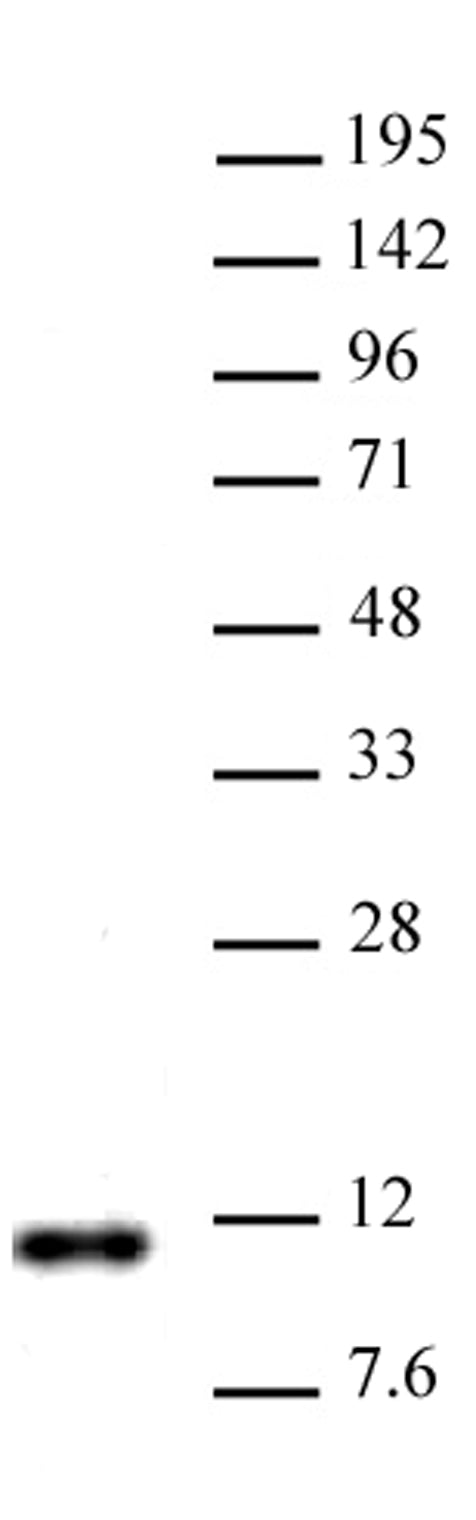 Histone H4R3me2a (asymmetric) antibody (pAb) - MyBio Ireland - Active Motif