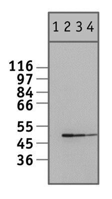 NFκB p50 antibody (pAb) - MyBio Ireland - Active Motif