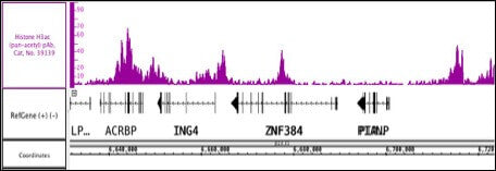 Histone H3ac (pan-acetyl) antibody (pAb) - MyBio Ireland - Active Motif