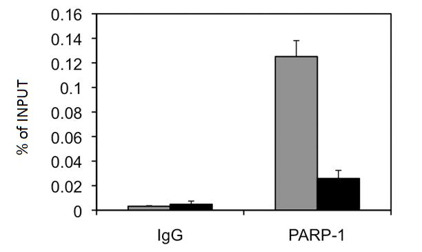 PARP-1 N-terminal antibody (pAb) - MyBio Ireland - Active Motif