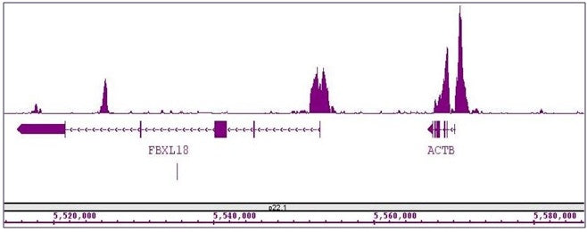 Histone H3K4me2 antibody (mAb) - MyBio Ireland - Active Motif