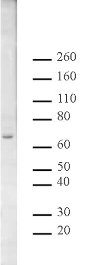 Copine I antibody (pAb), sample - MyBio Ireland - Active Motif