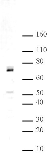 Hbo1 antibody (pAb), sample - MyBio Ireland - Active Motif