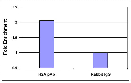 Histone H2A, acidic patch antibody (pAb), sample - MyBio Ireland - Active Motif