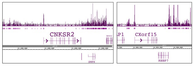 Histone H2A.Z antibody (pAb), sample - MyBio Ireland - Active Motif