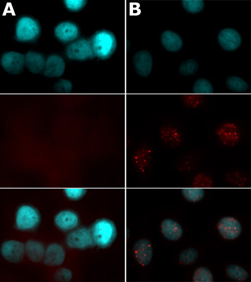 Histone H2A.XS139ph antibody (pAb) - MyBio Ireland - Active Motif
