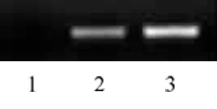 Histone H2BK16ac antibody (pAb) - MyBio Ireland - Active Motif