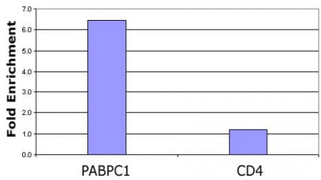 Histone H3K23ac antibody (pAb), sample - MyBio Ireland - Active Motif