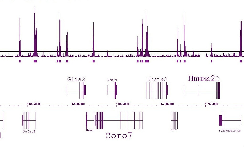 Histone H3K4me2 antibody (pAb) - MyBio Ireland - Active Motif