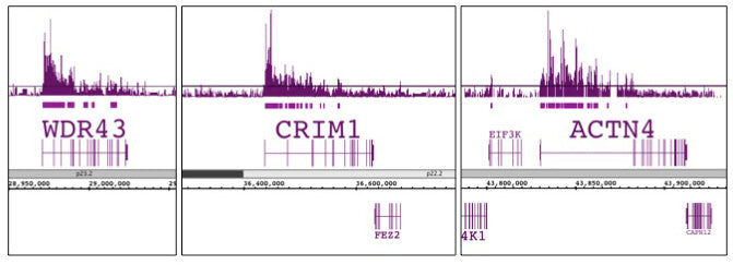 Histone H3K79me2 antibody (pAb), sample - MyBio Ireland - Active Motif