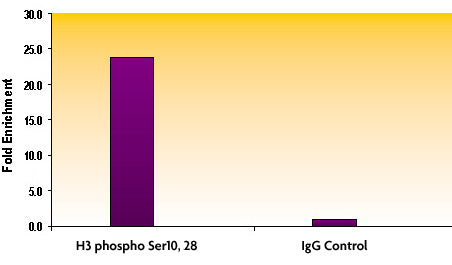 Histone H3S10phS28ph antibody (pAb) - MyBio Ireland - Active Motif