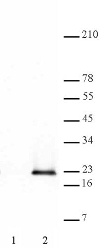 Histone H3S28ph antibody (pAb), sample - MyBio Ireland - Active Motif
