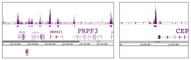 Histone H3T11ph antibody (pAb), sample - MyBio Ireland - Active Motif
