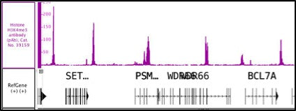 Histone H3K4me3 antibody (pAb) - MyBio Ireland - Active Motif