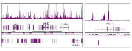 Histone H3K9me3 antibody (pAb), sample - MyBio Ireland - Active Motif
