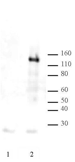 LexA DNA-binding Domain antibody (pAb), sample - MyBio Ireland - Active Motif