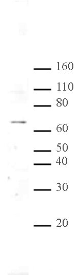 MeCP2 antibody (pAb), sample - MyBio Ireland - Active Motif
