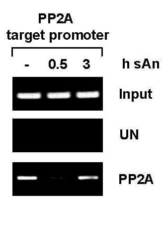 PP2A antibody (pAb), sample - MyBio Ireland - Active Motif