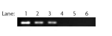 RbAp46/48 antibody (pAb) - MyBio Ireland - Active Motif