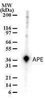 APE antibody (pAb) - MyBio Ireland - Active Motif