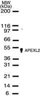 APEXL2 antibody (pAb) - MyBio Ireland - Active Motif
