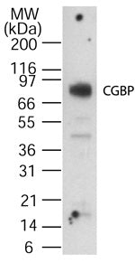 CXXC1 antibody (pAb) - MyBio Ireland - Active Motif