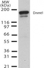 DNMT1 antibody (mAb) - MyBio Ireland - Active Motif