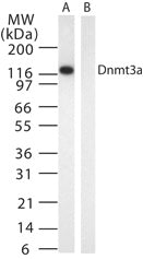 DNMT3A antibody (mAb) - MyBio Ireland - Active Motif
