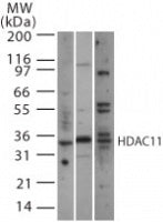 HDAC11 antibody (pAb) - MyBio Ireland - Active Motif