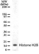 Histone H2B antibody (pAb) - MyBio Ireland - Active Motif