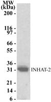 INHAT-2/pp32 antibody (pAb) - MyBio Ireland - Active Motif