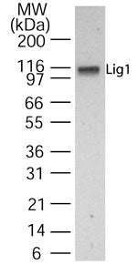 LIG1 antibody (pAb) - MyBio Ireland - Active Motif