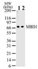 MBD1 antibody (mAb) - MyBio Ireland - Active Motif