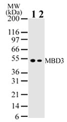 MBD3 antibody (mAb) - MyBio Ireland - Active Motif