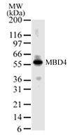 MBD4 antibody (pAb) - MyBio Ireland - Active Motif