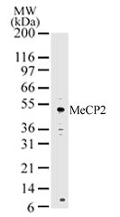 MeCP2 antibody (pAb) - MyBio Ireland - Active Motif