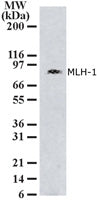 MLH-1 antibody (mAb) - MyBio Ireland - Active Motif