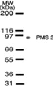 PMS2 antibody (mAb) - MyBio Ireland - Active Motif