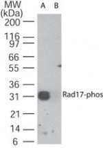 Rad17 phospho Ser647 antibody (pAb) - MyBio Ireland - Active Motif